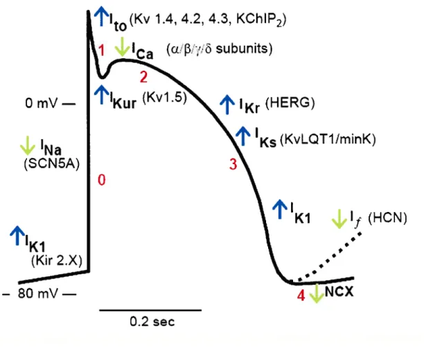 Figure 2 : Potentiel d’action cardiaque mettant en évidence les courants entrants (‘Na, ‘f,