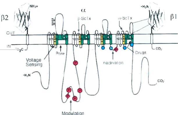 Figure 4: Structure de la sous unité des canaux sodiques voltage dépendants. Schéma représentant les quatre domaines liés contenant leurs six segments transmembranaires.