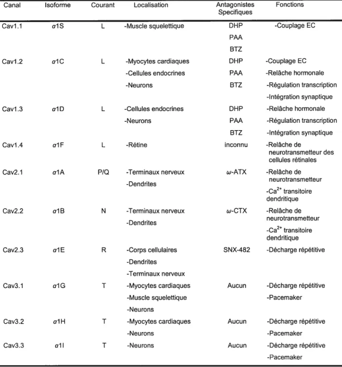 Tableau I: Classification, fonction physiologique et pharmacologie des canaux calciques Ca