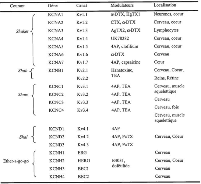 Tableau II: Classification, localisation et pharmacologie des canaux potassiques Kv.