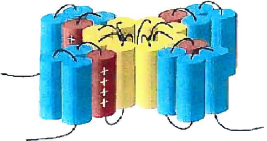 Figure 7: Vue de l’assemblage des quatre sous unités de canaux K voltage dépendants.