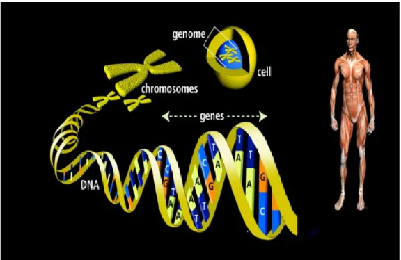 Figure  ‎ 3.5 Genes contain the business process of a cell (source: U.S. energy Department) 