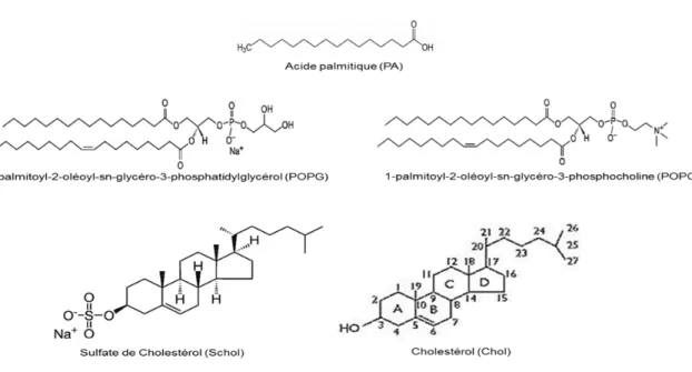 Figure 1.1. Structure de l’acide gras, des phospholipides et des stérols utilisés dans 