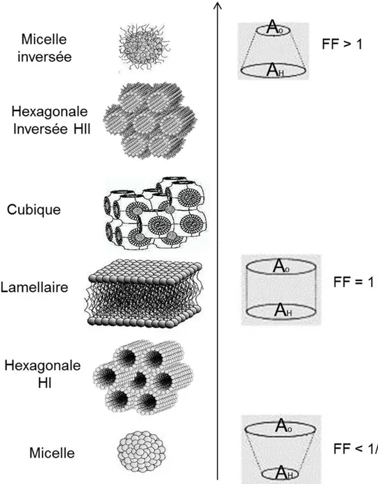 Figure 1.2. Structures d’agrégats lipidiques lamellaires et non lamellaires formés  dans l’eau et le facteur de forme (FF) correspondant (Mouritsen 2011)
