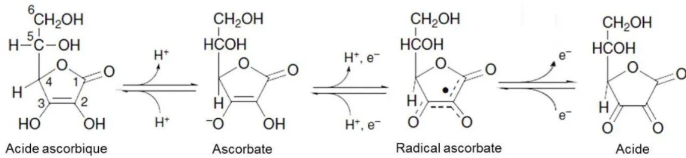 Figure 1.6. L’oxydation de l’ascorbate commence par la perte d’un électron et d’un  proton pour produire le radical ascorbate
