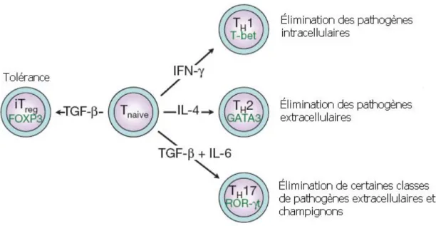 Figure 4. Les différentes sous-classes de cellules T auxiliaires. Les cellules T CD4 +  naïves peuvent se différentier en différentes sous-classes de cellules T auxiliaires  (Th1, Th2 et Th17) selon l’environnement cytokinaire dans lequel ils se retrouvent