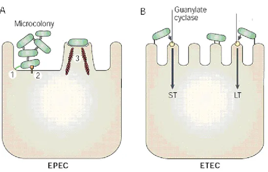 Figure 6. Schéma représentant la pathogenèse des infections dues à ETEC et EPEC. 