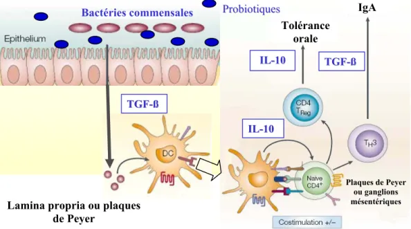 Figure 7. Les réponses des cellules immunitaires de la muqueuse intestinale face aux  bactéries commensales et probiotiques