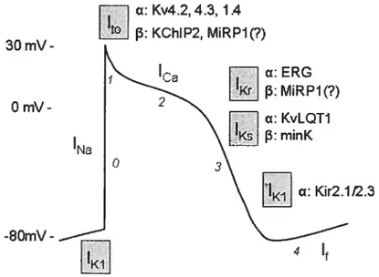 Figure 2: Potentiel d’action cardiaque montrant les différents canaux potassiques impliqués dans la repolarisation et le maintien du potentiel de repos ainsi que les sous-unités fL et f3 les constituant (modifiée à partir de Pourrier et al., 2003).