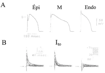 Figure 4: Hétérogénéité dans la forme de potentiels d’action enregistrés dans les différentes couches ventriculaires