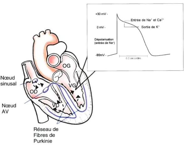 Figure 12 : l’activité électrique responsable du battement cardiaque. L’impulsion cardiaque a pour origine le noeud sinusal