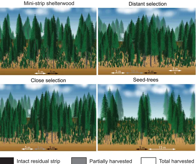 Fig 2. Characteristics and trail layout of the four treatments. White arrows represent total harvested surface or skidding trails, grey and black arrows indicate the surface of the partially harvested residual strip, and intact residual strip, respectively