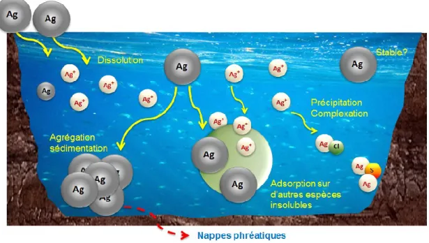 Figure 2.  Schéma de quelques transformations et la mobilité des nanoparticules d'argent dans une  eau douce (modifié de Madjid et al 22 )