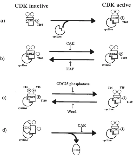 Figure 3. Mécanismes de régulation tic l’activité des CDK: a) la liaison avec la cycline; b) et e,) la modulation de l’état de phosphoiylation des résidus T160, T14 et Y]5; d) l’inhibition par le C’DKL