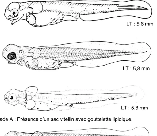 Figure A1. Stades de développement de la perchaude (Perca flavescens) 