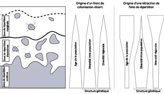 Figure  1.1  Représentation  schématique  des  limites  d'aires  de  répartition des  espèces  et des  caractéristiques de  structure génétique et de  dynamique de population possibles  (d'après  Gaston  (2003)  et  Hampe  et  Petit  (2005))
