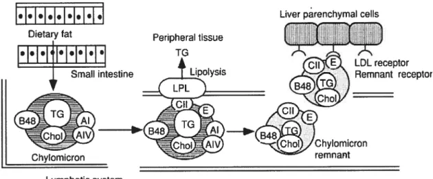 figure 3 Absorption and metabolism of dietary fat. Dietary fats are metabolized and incorporated into chylomicrons in the small intestine