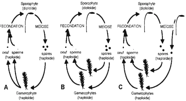 Figure  1.1  Cycle de vie haplodiplophasique des btyophytes modifié d'après Crawford  et al.,  (2009) (A) espèce monoïque: système d'accouplement autogamie, (B etC) 
