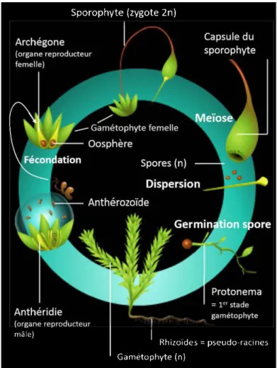 Figure 1.2 Cycle phénologique d'une bryophyte typique,  la mousseFunaria hygrometrica