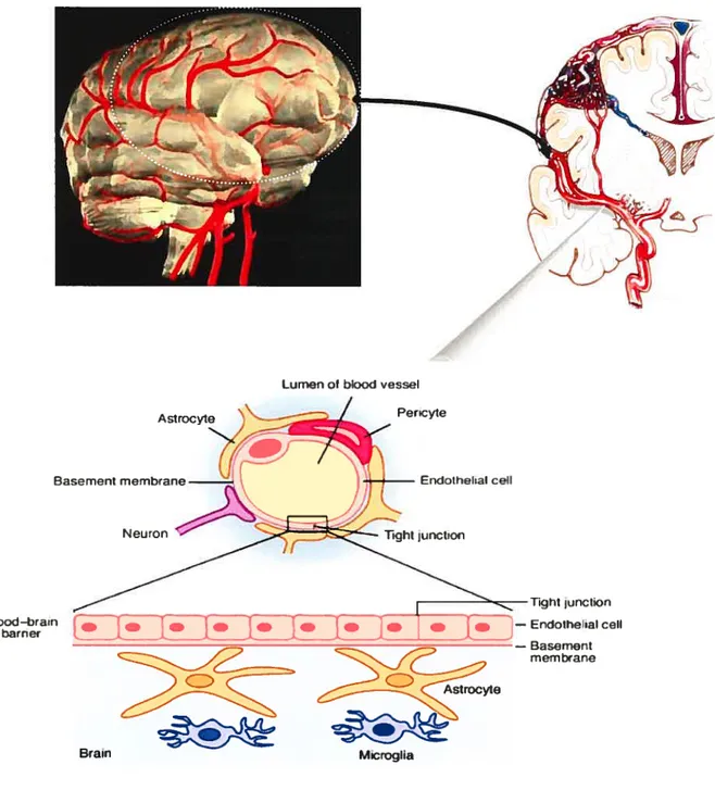 figure 1.2. BBB and its anatomical characteristics. Modified from http://www