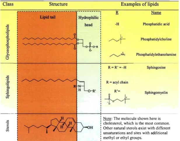 Table 1-1:  Classification of naturallipids used in  liposome preparation  Class  {j  :ë- ë3  ..c::  0
