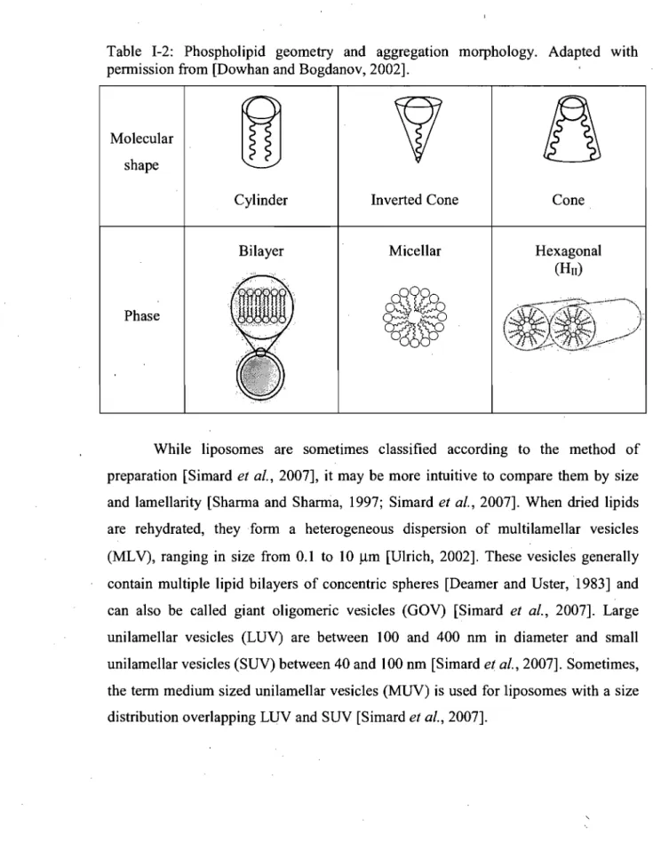 Table  1-2:  Phospholipid  geometry  and  aggregation  permission from  [Dowhan and Bogdanov, 2002]