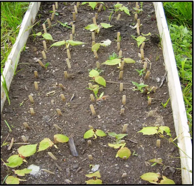 Fig 2.2:  Two-weeks old sugar rnaple  seedlings under full-sunlight at the  Monsabrais  site (MON)
