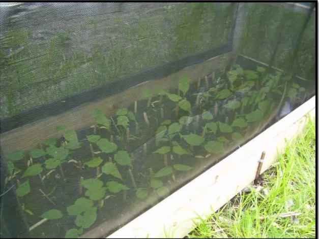 Fig  2.3:  Two-weeks old sugar  maple  seedlings  under 75%  shade  at  the  Monsabrais  site (MON)