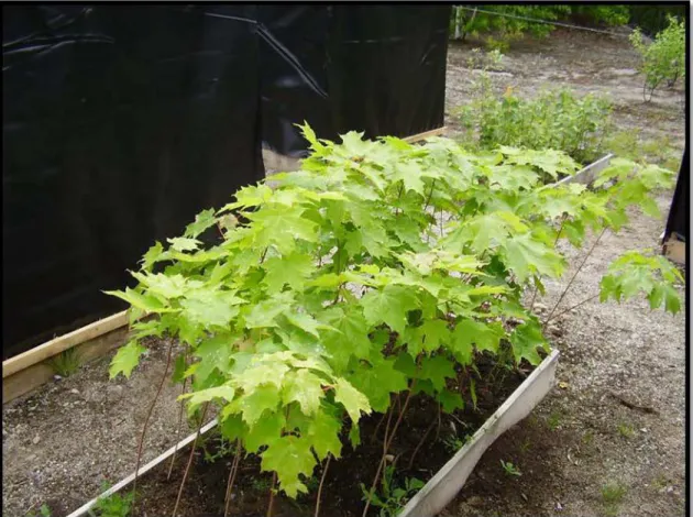 Fig  2.4:  Transplanted  sugar  maple  seedlings  growmg  Wlder  full-sllillight  at  the  Monsabrais site (MON)