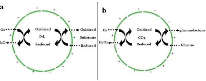 Figure 2- Schematic illustration of the reaction of encapsulated TvL (a) and GOx (b) in  oxygen cell