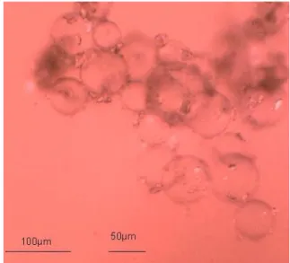 Figure 2- Optical micrograph of microcapsules prepared by an encapsulator  equipped with a homemade nozzle with a diameter of 10 µm