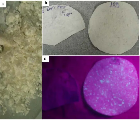 Figure 2- Dry bleached hard wood pulp from Paprican (a) and papers with  microcapsules labeled by fluorescamine (right side in b and c) and without  microcapsules (left in b and c)