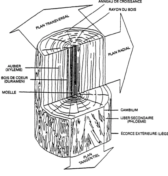 Figure  17: Coupe d'un tronc d'arbre et structure macroscopique du bOIs. 