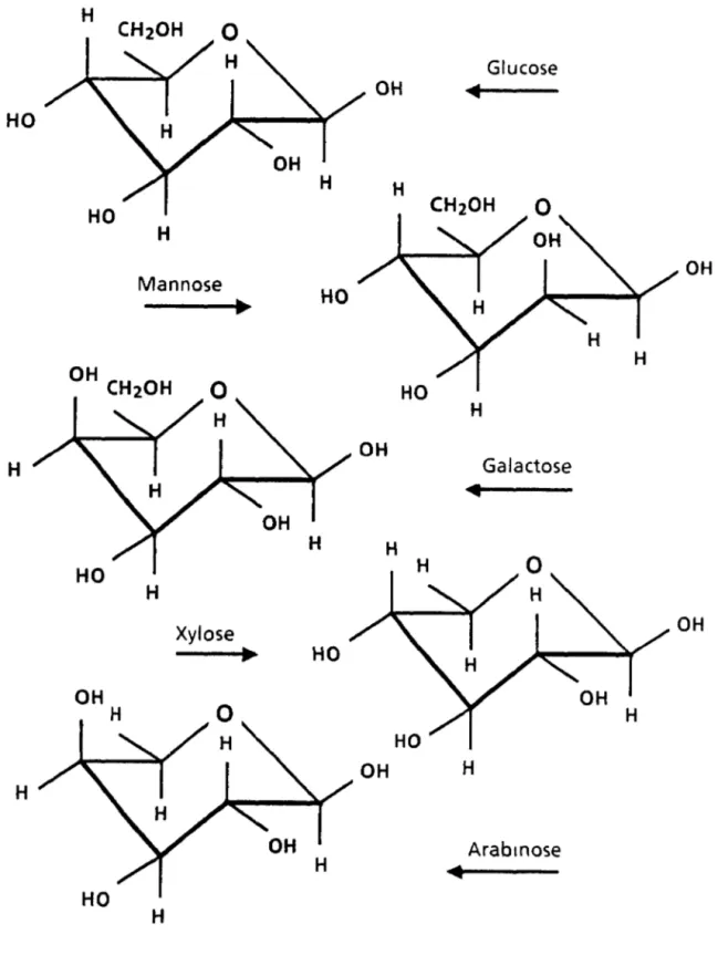 Figure 19:  Les  pnncipaux sucres formant des polysacchandes dans le  bOIS 