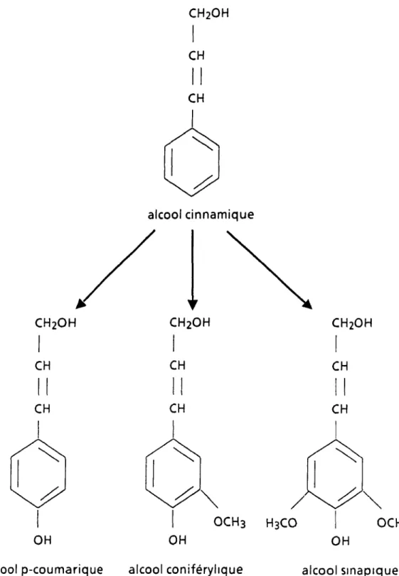 Figure 22:  Les troIS précurseurs de la biosynthèse de la lignine. 