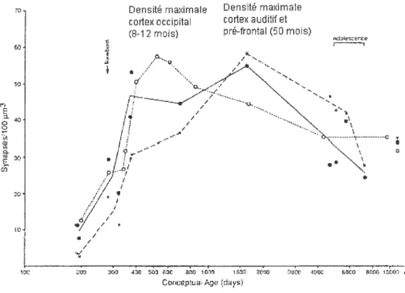 Figure 1 Densité synaptique post-mortem chez I ‘humain.