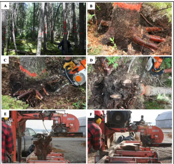 Figure 2. Photographs of the study area and sample processing. At each sampled plot, dominant and  co‐dominant  trees  were  selected;  (A)  the  main  lateral  roots  that  provide  most  of  the  structural  support were cut off (B,C), pushing down on th
