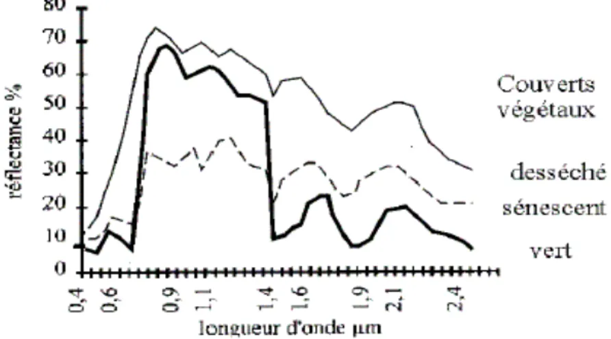 Figure III-2: Réponse spectrale typique de la  végétation vivante, sénescente et sèche 