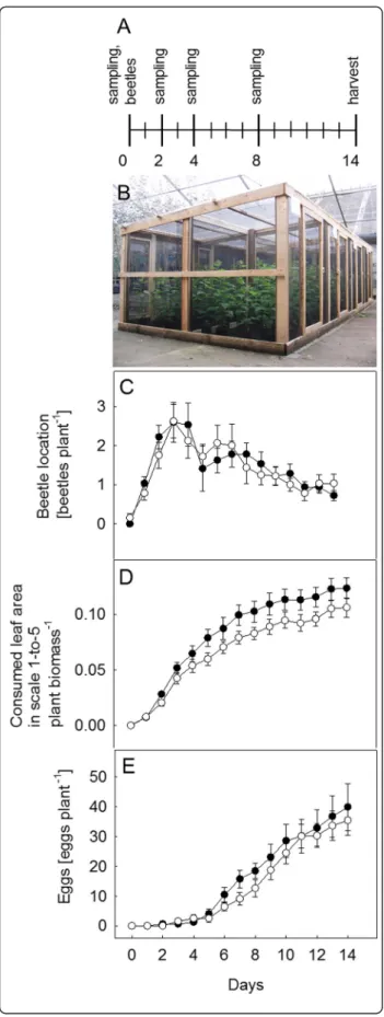 Fig. 6 C. populi bioassay under field conditions. The experimental scheme shows the days of sampling, harvesting and the release of the beetles (a)