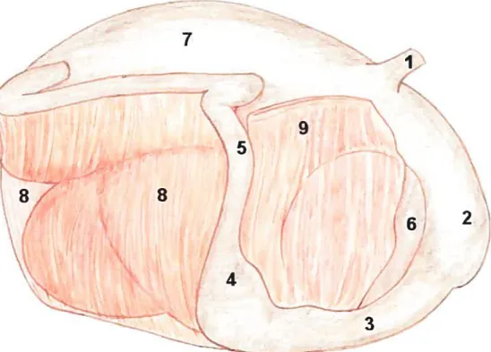 Figure 2 : Anatomie normale des estomacs et les rapports avec les feuillets omentaux vue du côté droit (Dessin de Pierre Demers, d’après $mith DF