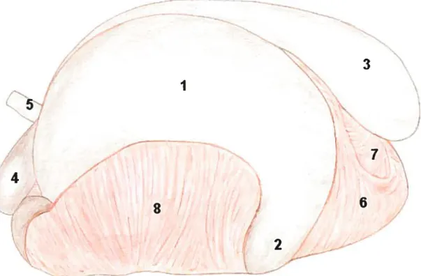 figure 5 : Position des estomacs lors de D.C.G.. Vue du côté gauche