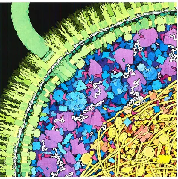 FIG. 1.1 Illustration d’une portion de la bactérie Eschcrichia cou. Dans les tons de vert : la paroi cellulaire, formée de deux membranes dans lesquelles sont insérées des protéines transmembranaires, dont un moteur flagellaire (traversant la paroi de part