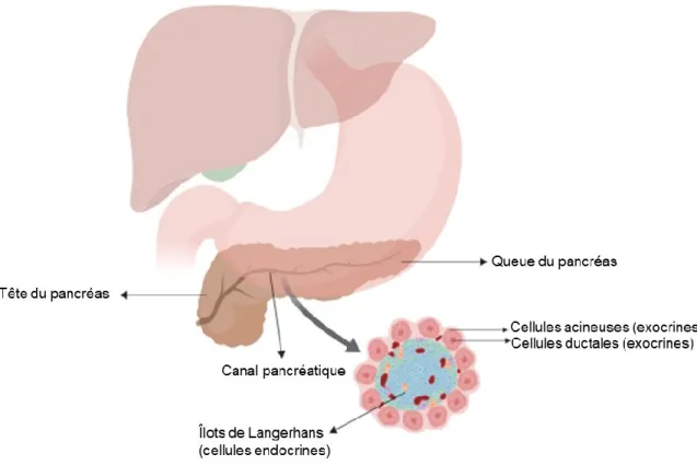 Figure 2.  Schéma général de l’anatomie du pancréas. 