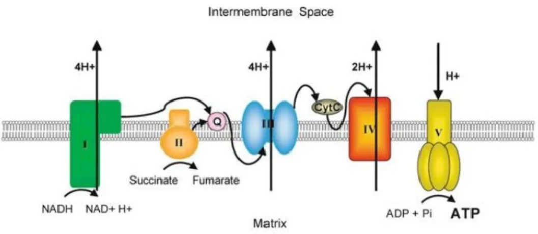 Figure 4.  Représentation générale de la chaîne respiratoire mitochondriale. 
