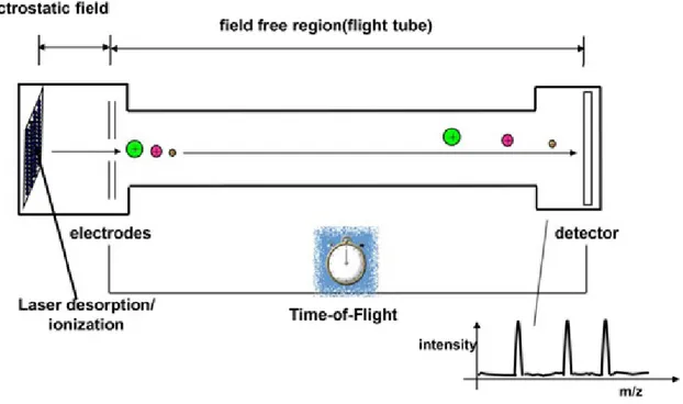 Figure 12.  Représentation schématique d’un analyseur à temps de vol (TOF). 