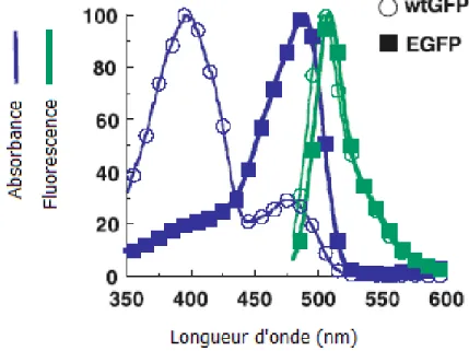 Figure 1.3. Maxima majoritaire et minoritaire (cercles bleus) d’absorption et  maximum unique de fluorescence (cercles verts) de la wtGFP comparé avec 