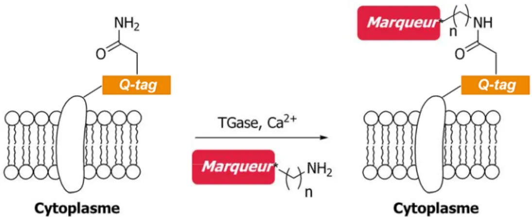 Figure 1.5. Stratégie de marquage protéique tirant avantage de la spécificité  de la TGase.