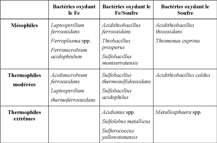 Tableau 2.2 : Bactéries et archées oxydant le fer et/ou le soufre (adapté de Johnson, 2002)  Bacté1ies oxydant  Bactéries oxydant le  Bactéries oxydant le 