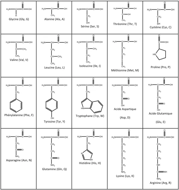 Tableau  1.2.  Structure  et  nomenclature  des  20  acides  aminés  naturels  retrouvés  dans  les  systèmes biologiques  Glycine((Gly,(G)( Alanine((Ala,(A)( Sérine((Ser,(S)( Thréonine((Thr,(T)( Cystéine((Cys,(C)( Valine((Val,(V)( Leucine((Leu,(L)( Isoleu