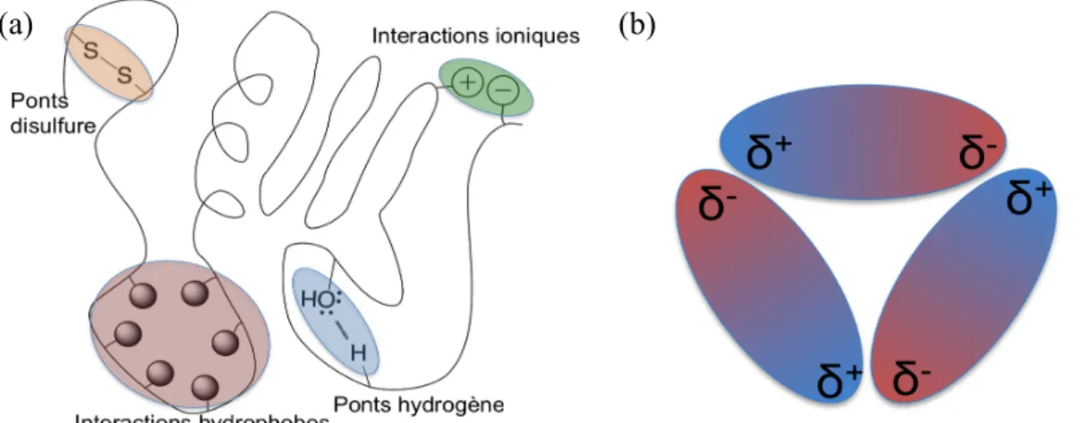 Figure 1.2.  Représentation des interactions dans (a) la structure tertiaire d’une protéine et (b)  la structure quaternaire d’une protéine